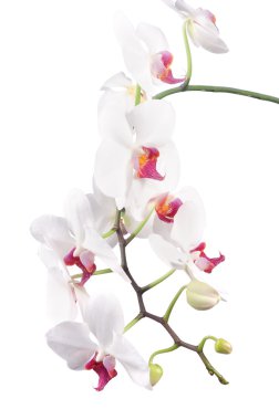 orkide beyaz arkaplanda izole edildi