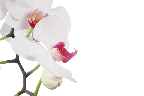 Orchidee isoliert auf weißem Hintergrund — Stockfoto