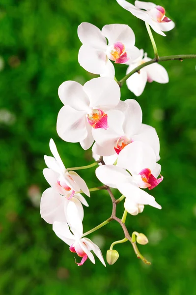 Orchidee isoliert auf grün verschwommenem Hintergrund — Stockfoto