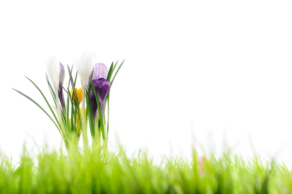 Snödroppar Krokus blommor på det gröna gräset — Stockfoto