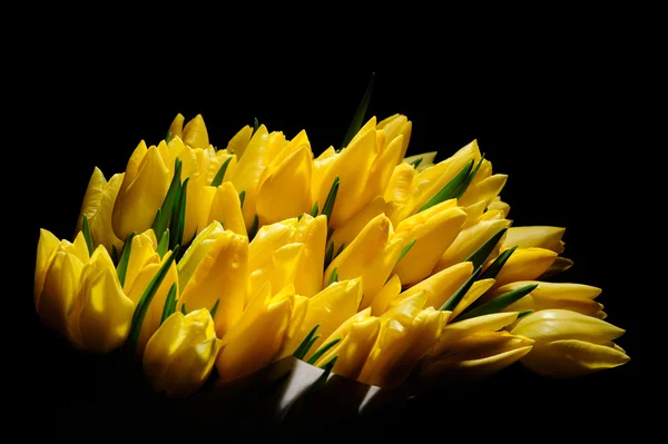 Tulipanes amarillos aislados sobre fondo blanco —  Fotos de Stock