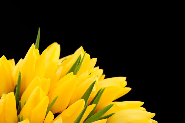 Tulipanes amarillos aislados sobre fondo blanco — Foto de Stock