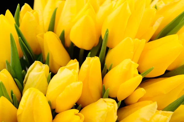 Bos van prachtige gele tulpen — Stockfoto