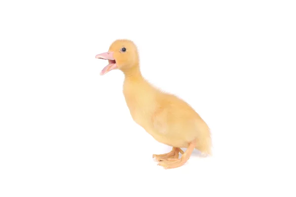 Baby duck isolated over white background — Stock Photo, Image