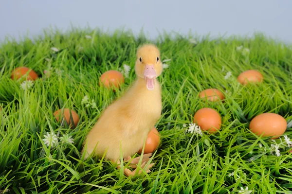 Pato bebê na grama verde com ovos ao redor — Fotografia de Stock