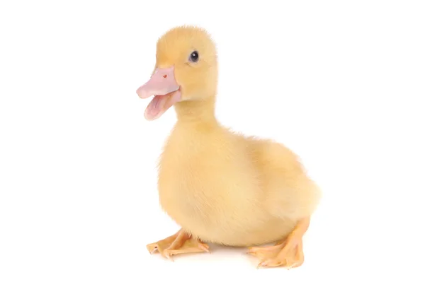 Baby duck isolated over white background — Stock Photo, Image