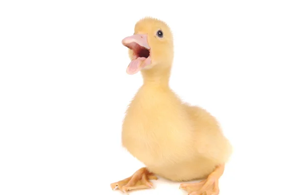 Baby duck isolated over white background — Stock Photo, Image