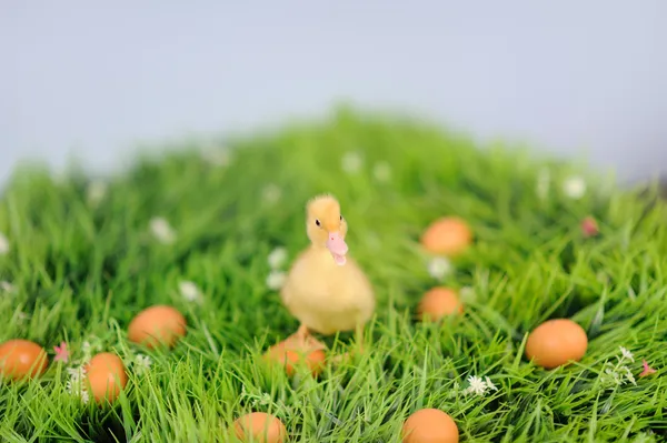 Pato bebê na grama verde com ovos ao redor — Fotografia de Stock