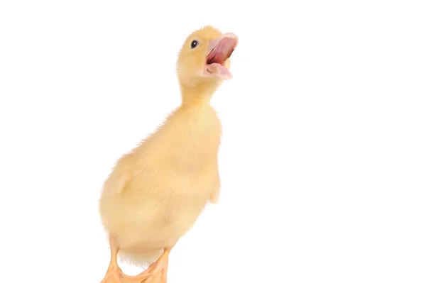 Baby duck isolated over white background — Stock Photo, Image