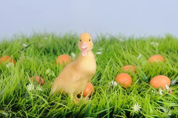 Baby duck in green grass with eggs around — Stock Photo, Image