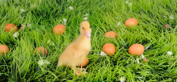 Kaczka dziecka w zielonej trawie z jaja wokół — Zdjęcie stockowe