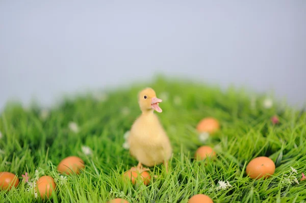Anatra in erba verde con uova intorno — Foto Stock