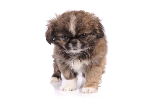 Pequeno bebê pekingese cão isolado sobre fundo branco — Fotografia de Stock