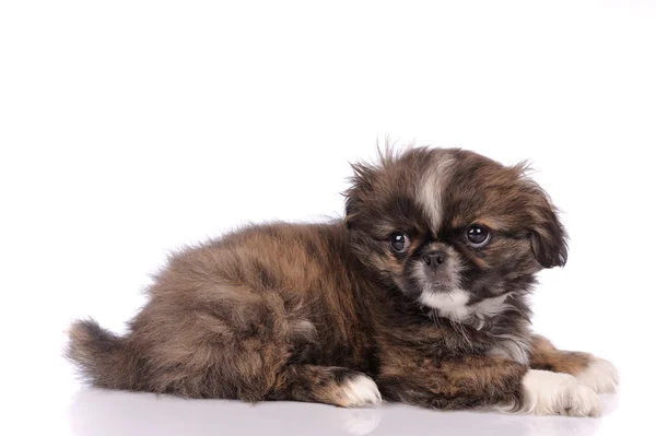 Pequeno bebê pekingese cão isolado sobre fundo branco — Fotografia de Stock