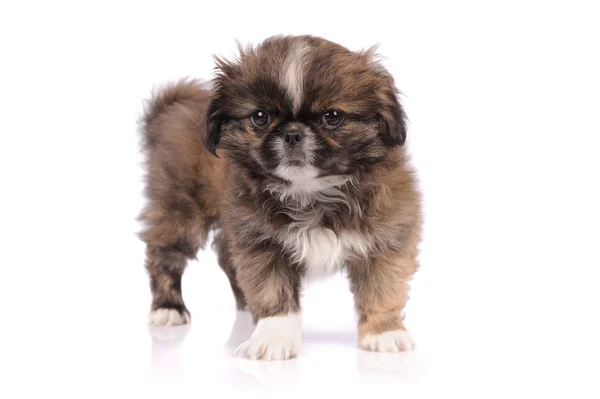 Petit chien pékinois isolé sur fond blanc — Photo