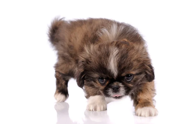 Pequeno bebê pekingese cão isolado sobre fundo branco — Fotografia de Stock