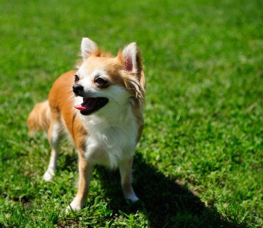 Yeşil çimenlikteki köpek