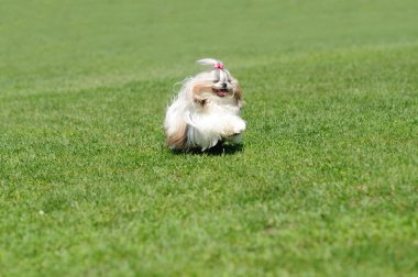 Yeşil çimlerde koşan köpek