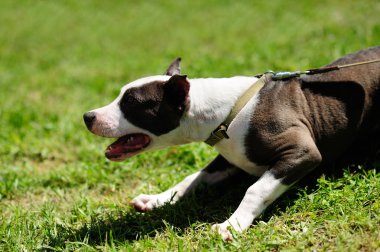 Yeşil çimenlikteki köpek