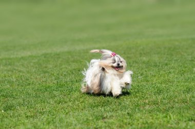 Yeşil çimlerde koşan köpek