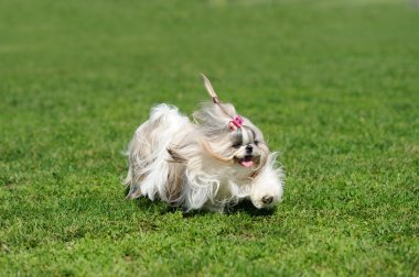 Yeşil çimlerde koşan köpek