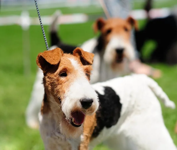 Chien sur herbe verte — Photo