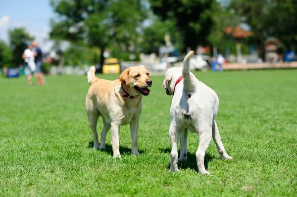 Игривые собаки на зеленой траве — стоковое фото