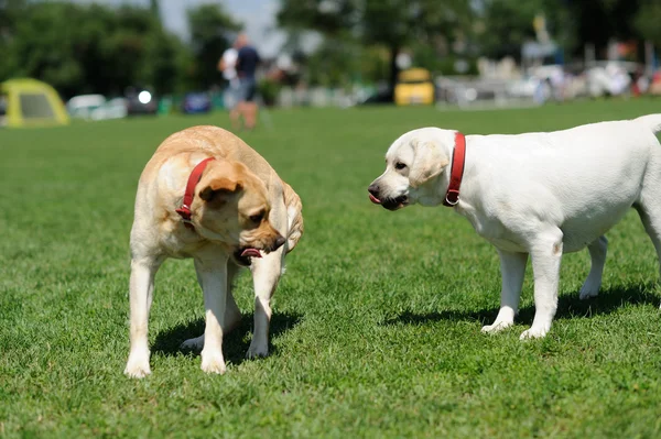 Cães playfull na grama verde — Fotografia de Stock