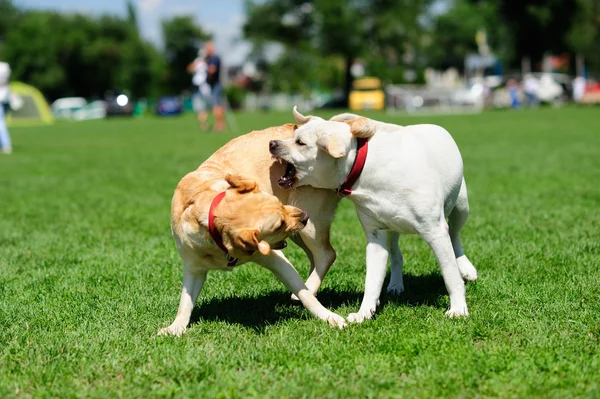 Cães playfull na grama verde — Fotografia de Stock