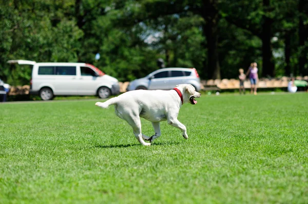 Cane che corre su erba verde — Foto Stock