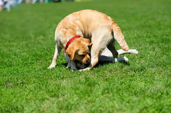 Playfull köpekler yeşil çimenlerin üzerinde — Stok fotoğraf
