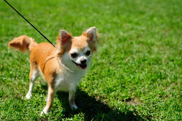 Dog on green grass — Stock Photo, Image