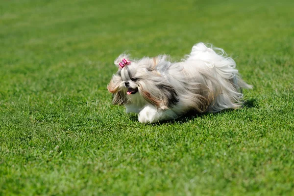 Hond loopt op groen gras — Stockfoto