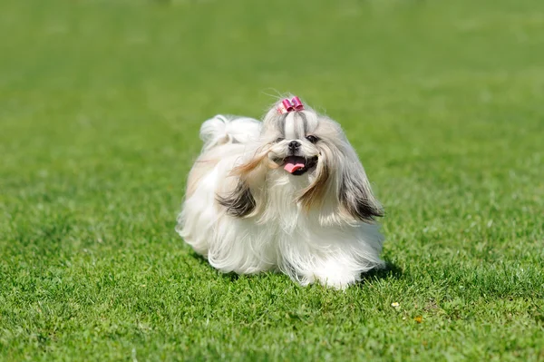 Cão correndo na grama verde — Fotografia de Stock