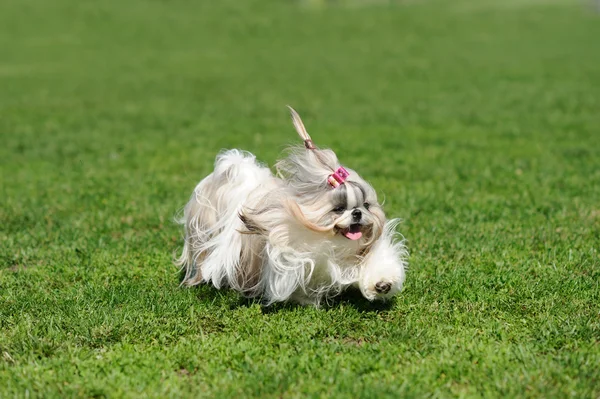 Perro corriendo sobre hierba verde —  Fotos de Stock