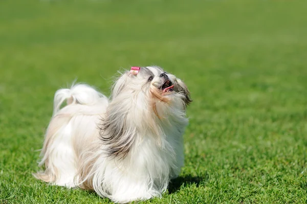 Собака на зеленій траві — стокове фото
