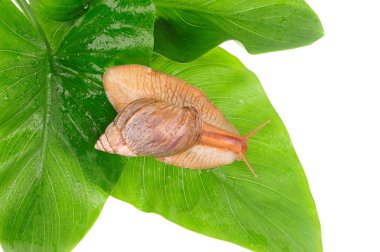 salyangoz yeşil beyaz arka plan üzerinde izole bırakır