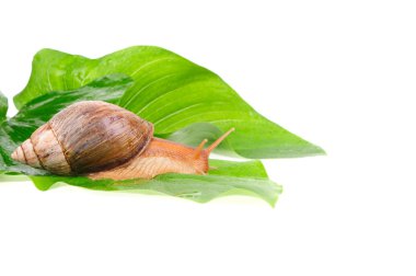 salyangoz yeşil beyaz arka plan üzerinde izole bırakır