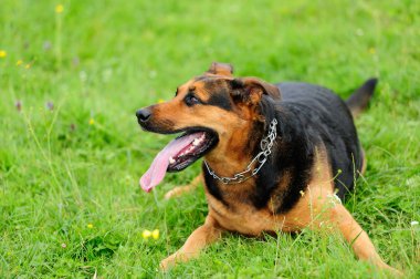 playfull köpekler yeşil çimenlerin üzerinde