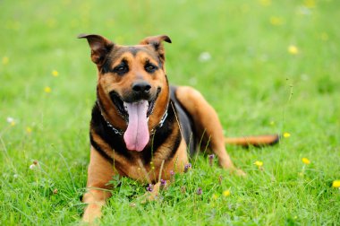 playfull köpekler yeşil çimenlerin üzerinde