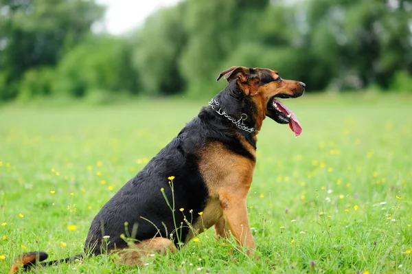 Cães playfull na grama verde — Fotografia de Stock