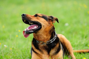 playfull köpekler yeşil çimenlerin üzerinde