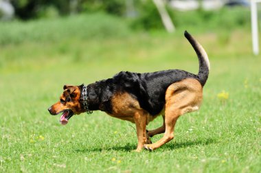 Yeşil çimlerin üzerinde koşan köpek