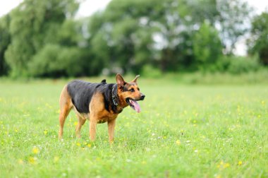 playfull köpekler yeşil çimenlerin üzerinde