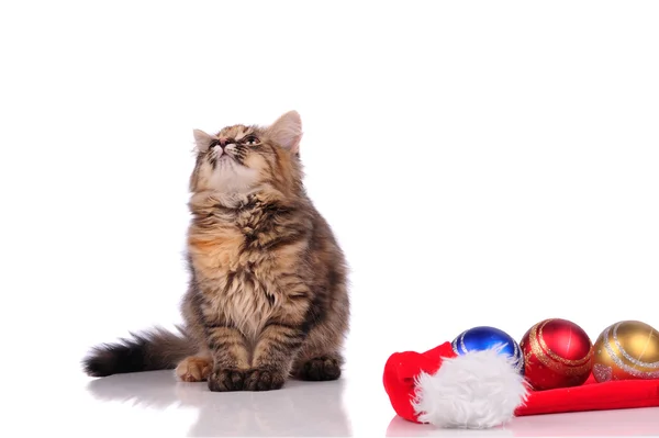 Komik kedi üzerinde beyaz izole Noel oyuncaklar ile — Stok fotoğraf