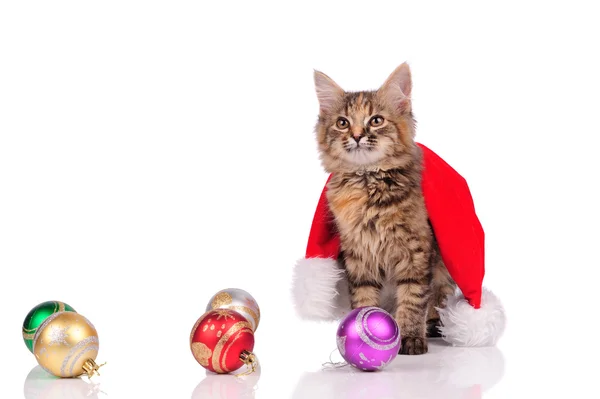 Komik kedi üzerinde beyaz izole Noel oyuncaklar ile — Stok fotoğraf