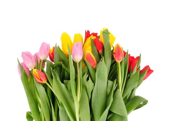 Hermoso ramo de tulipanes sobre un fondo blanco — Foto de Stock
