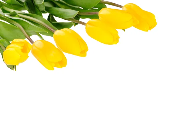 Hermoso ramo de tulipanes amarillos sobre un fondo blanco —  Fotos de Stock