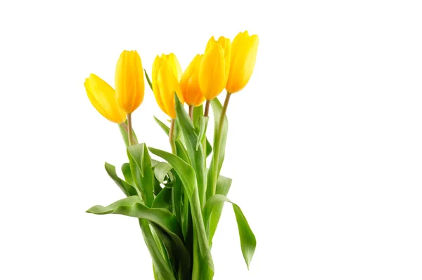 Beautiful bouquet of yellow tulips on a white background — Stock Photo, Image