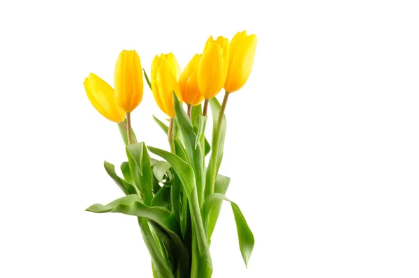 Mooi boeket van gele tulpen op een witte achtergrond — Stockfoto